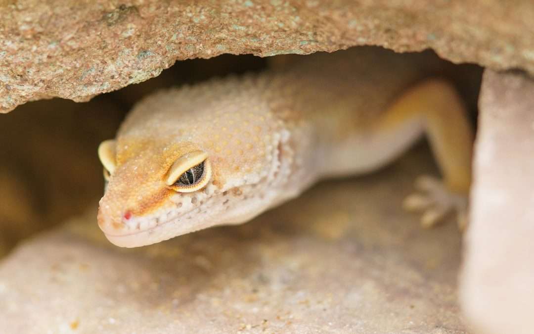 What I love About Geckos