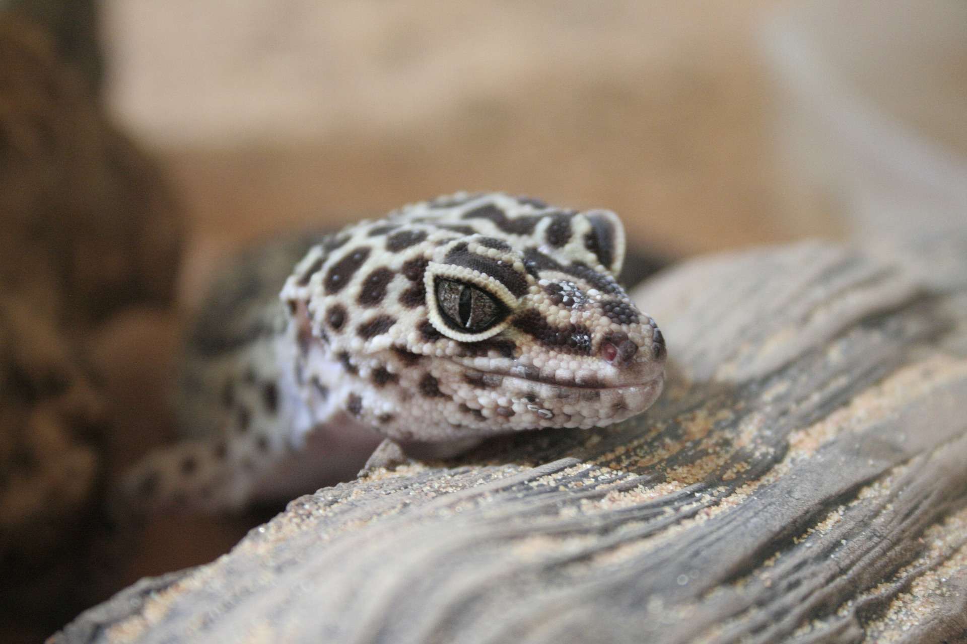Gecko Habitat with Sand