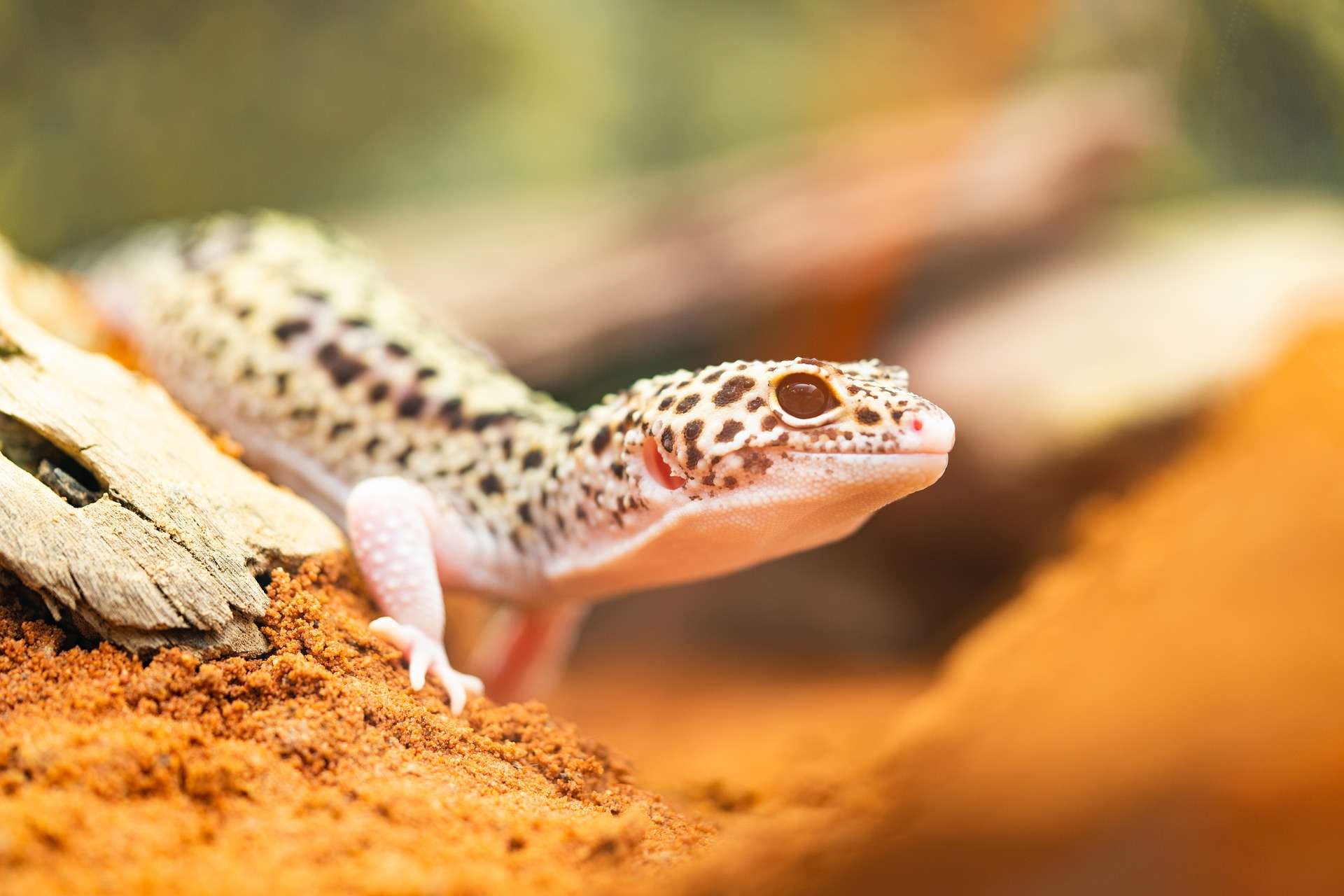 Gecko home with sand Gecko Habitat with Sand