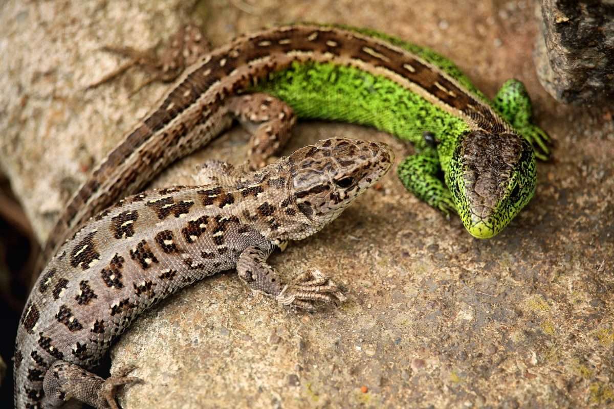 lizards for kids Leopard Gecko Eating